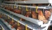 Chicken cages for 256chicken
