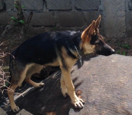 one male German shepherd puppy looking for new home