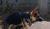 one male German shepherd puppy looking for new home