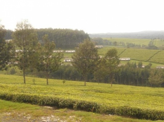 10,000 acres of tea estate in kericho central on sale