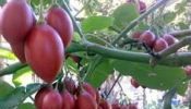 Oxfarm enterprises grafting services( hass ovacado, tree tomatoes etc