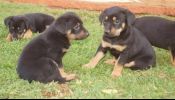 Rottweiler German Shepherd Puppies For Sale. PERFECT GUARD DOGS!