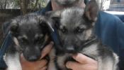 Pure German shepherd puppies